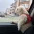 Mazlum minik yuva arıyor fotoğraf