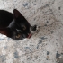 ACİL YUVA ARIYORUZ SMOKİN YAVRU KEDİ fotoğraf