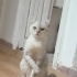 SOKAKTA BULDUĞUMUZ CİNS KEDİŞE ACİL YUVA fotoğraf