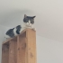KAKULE KALICI YUVASINI ARIYOR fotoğraf
