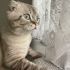 Beyaz renkli mavi gözleri ve aşırı cana yakın fotoğraf