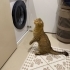 Kahverengi dünyalar güzeli oğluşuma yeni yuva fotoğraf