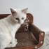 Sağır 4-5 aylık erkek british fotoğraf