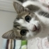 Sokakta ıslanmış olarak bulduğum yavru kedi fotoğraf