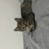sakin kucak seven bir kedi fotoğraf