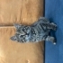 sakin kucak seven bir kedi fotoğraf