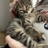 sakin kucak seven bir kedi fotoğraf
