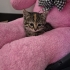 sakin kucak seven bir kedi fotoğraf