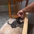 2 aylık erkek bir yavru kedi cana yakın ve sevilmekten hoşlanıyor. fotoğraf
