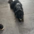 Gülen köpek Kara kuzu yuvasını arıyor! İzmir - Ücretsiz! fotoğraf