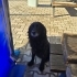 Gülen köpek Kara kuzu yuvasını arıyor! İzmir - Ücretsiz! fotoğraf