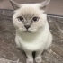 British Shorthair Ömürlük Yuva fotoğraf