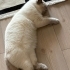 British Shorthair Ömürlük Yuva fotoğraf