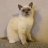British Shorthair Ömürlük Yuva fotoğraf
