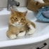 Oyuncu Tiger daha 8 aylık sarman kedi fotoğraf