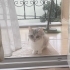Güzel gözlü Britis dişi sakin fotoğraf