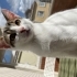 2.5 aylık erkek yavru kedi yuva arıyor fotoğraf