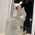 STELLA YUVA ARIYOR fotoğraf
