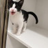 STELLA YUVA ARIYOR fotoğraf