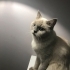 Sahipsiz kedi için acil yuva aranıyor fotoğraf