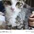 Özel Bakıma Muhtaç, 1-2 Aylık Minik Savaşçı Ömürlük Ailesini Arıyor (Konya) fotoğraf