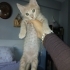 Aslan bebege yuva fotoğraf