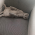PAŞA ÖMÜRLÜK YUVA ARIYOR ERKEK KISIR fotoğraf