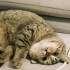 Dişi Scottish fold / British Melezi ACİL YUVA ARIYORUZ fotoğraf