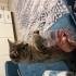 Dişi Scottish fold / British Melezi ACİL YUVA ARIYORUZ fotoğraf