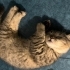 Dişi Scottish fold / British Melezi ACİL YUVA ARIYORUZ fotoğraf