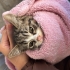 2 aylık erkek kedi yavrumuz minik tatlı ve çok sevecenn fotoğraf