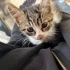 2 aylık erkek kedi yavrumuz minik tatlı ve çok sevecenn fotoğraf