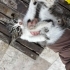 2 aylık erkek kedi yavrumuz minik tatlı ve çok sevecenn fotoğraf