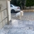 ACİL YUVA ARANIYOR – 3 AYAKLI CESUR fotoğraf