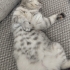 Dişi olan gri shorthair beyaz olan n11 cinsi erkek kedi fotoğraf