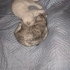 Dişi olan gri shorthair beyaz olan n11 cinsi erkek kedi fotoğraf