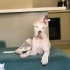 Amerikan Bully Xl fotoğraf