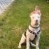 Amerikan Bully Xl fotoğraf
