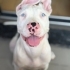 Amerikan Bully Xl fotoğraf