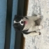 🐾 3 Aylık Border Collie Yavrumuza Ömürlük Yuvasını Arıyoruz 🏡🤍 AÇIKLAMAYI OKU fotoğraf