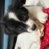 🐾 3 Aylık Border Collie Yavrumuza Ömürlük Yuvasını Arıyoruz 🏡🤍 AÇIKLAMAYI OKU fotoğraf