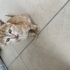 Annesiz kalmış 2 aylık yavrulara acil yuva fotoğraf