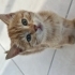 Annesiz kalmış 2 aylık yavrulara acil yuva fotoğraf