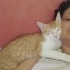 Akıllı sarman çok sevecen çipli kısır fotoğraf