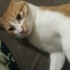 Akıllı sarman çok sevecen çipli kısır fotoğraf