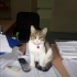 Akıllı sarman çok sevecen çipli kısır fotoğraf