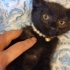 Oyuncu saglikli.asilari yapilmis fotoğraf