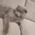ÇİPLİ, KARNELİ SCOTTISH FOLD..!! fotoğraf