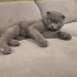 ÇİPLİ, KARNELİ SCOTTISH FOLD..!! fotoğraf