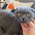 ÇİPLİ, KARNELİ SCOTTISH FOLD..!! fotoğraf